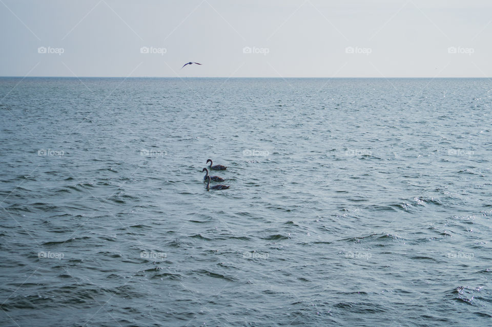 Swans float on the waves of the sea