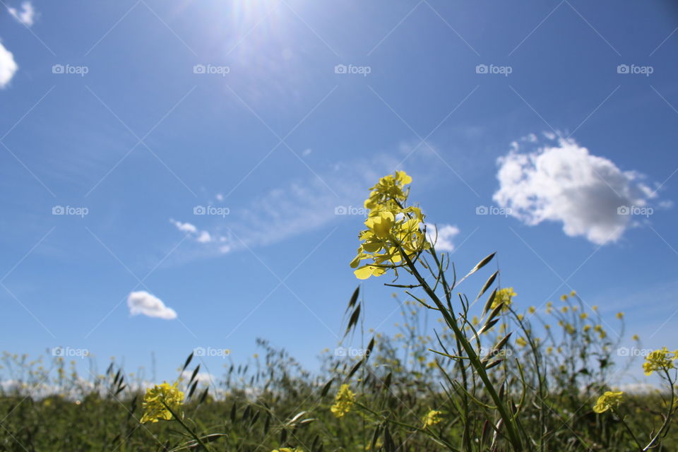 Wildflower Sun Clouds