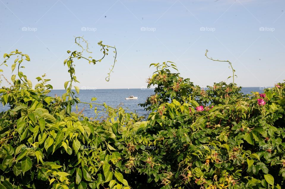 ocean through rosebush. ocean through rosebush