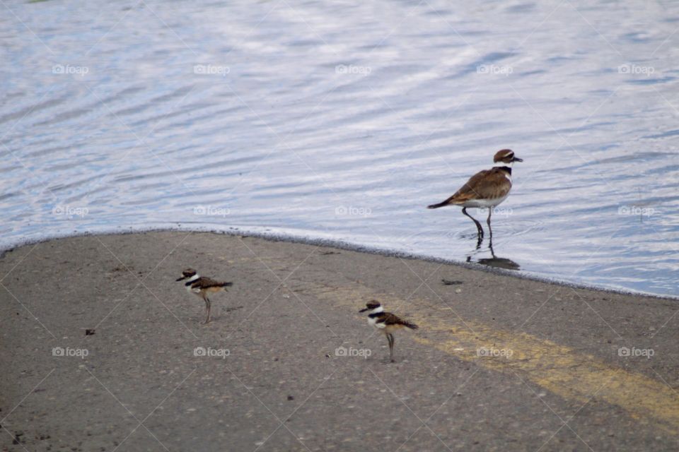 Killdeer Family