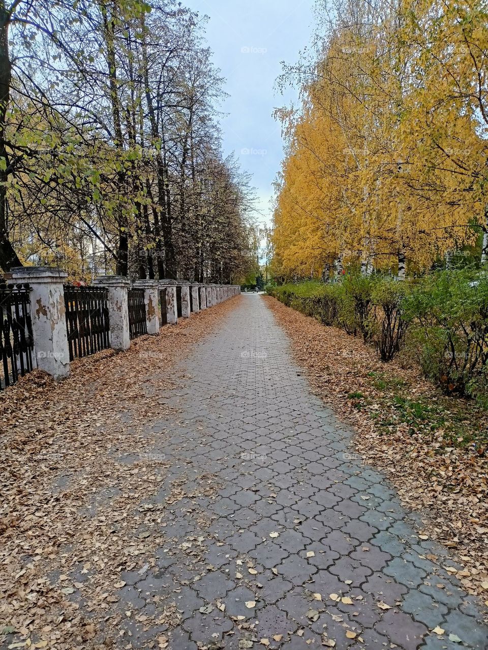 golden autumn