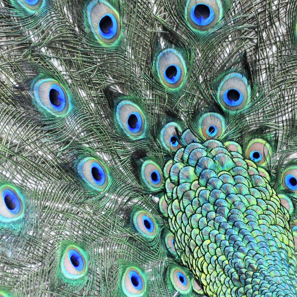 Peacock feathers closeup 