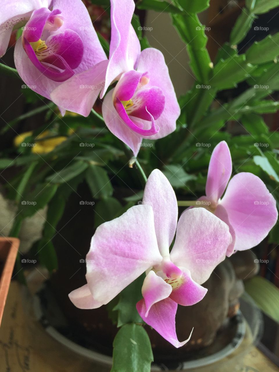 Orchid burst