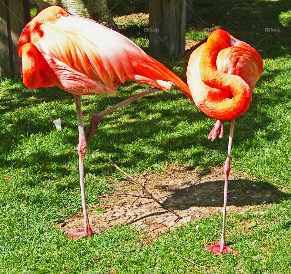 Sleepy Flamingoes.