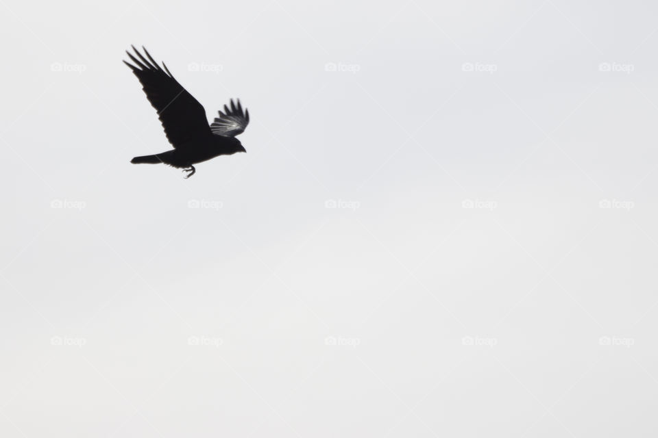 Minimalistic , black bird flying in foggy sky
