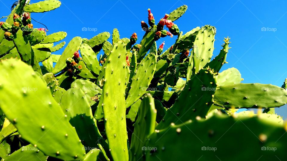 Beleza de cactos florido contrastando com o azul do céu.