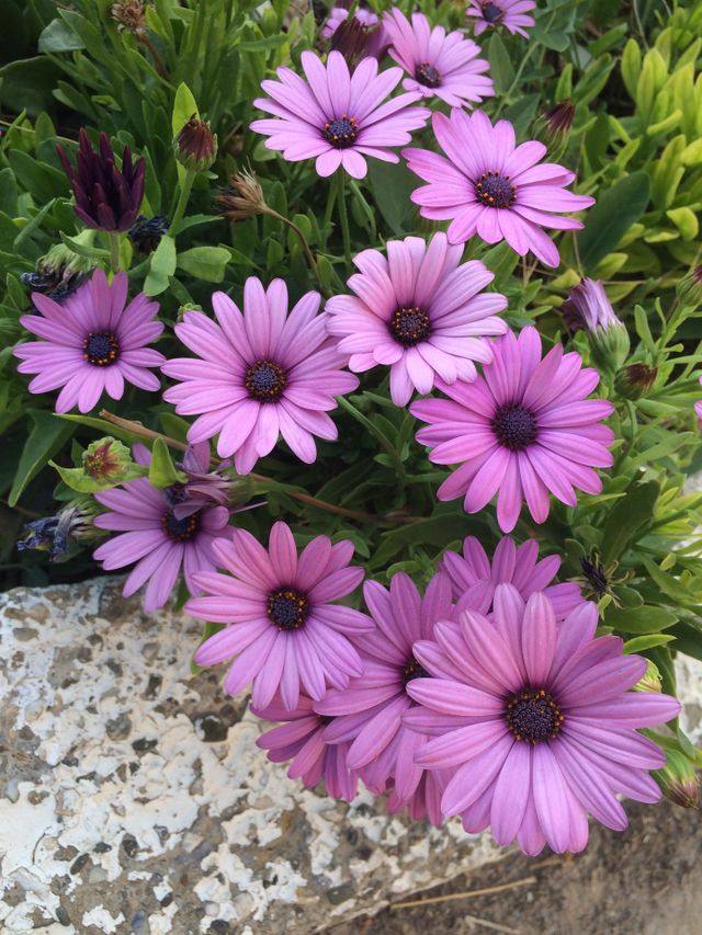 Spring Colors 