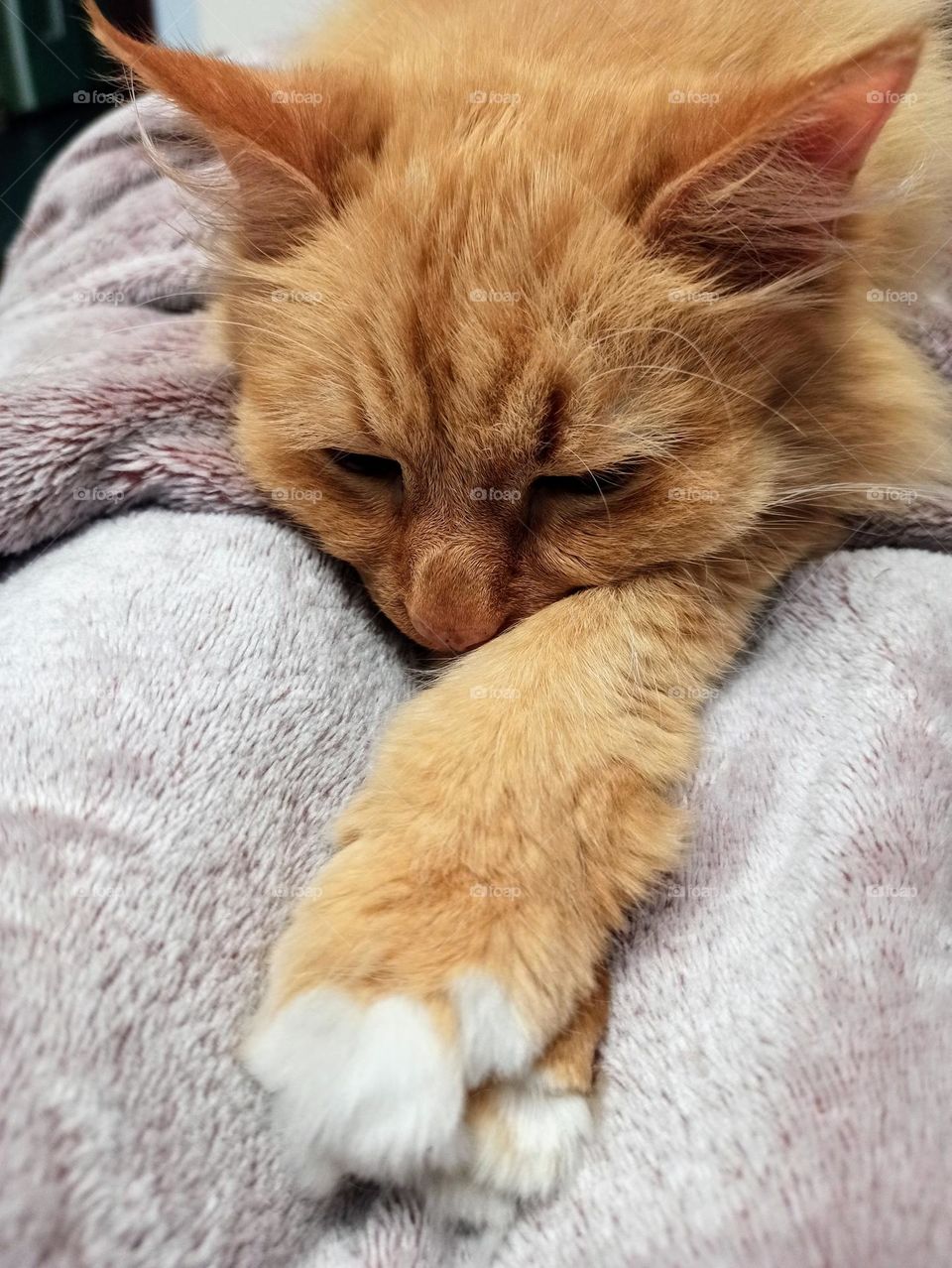 Tenderness Series: Pets