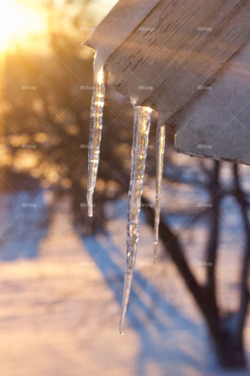 Icicles from a roof overhang against golden sunlight streaming over a snow-covered field, bare trees in blurred background 