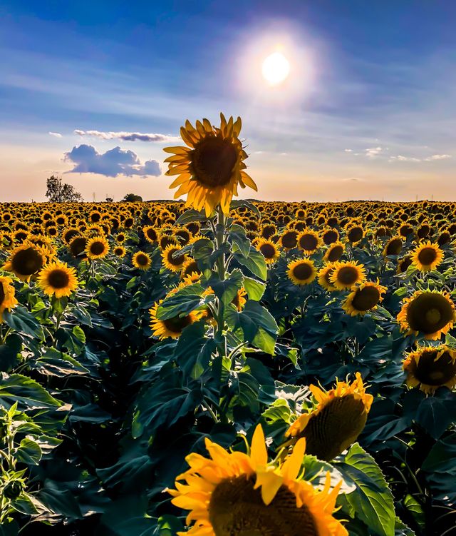 Sunflower field 