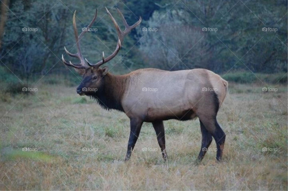 nature jungle wildlife elk by jaym711