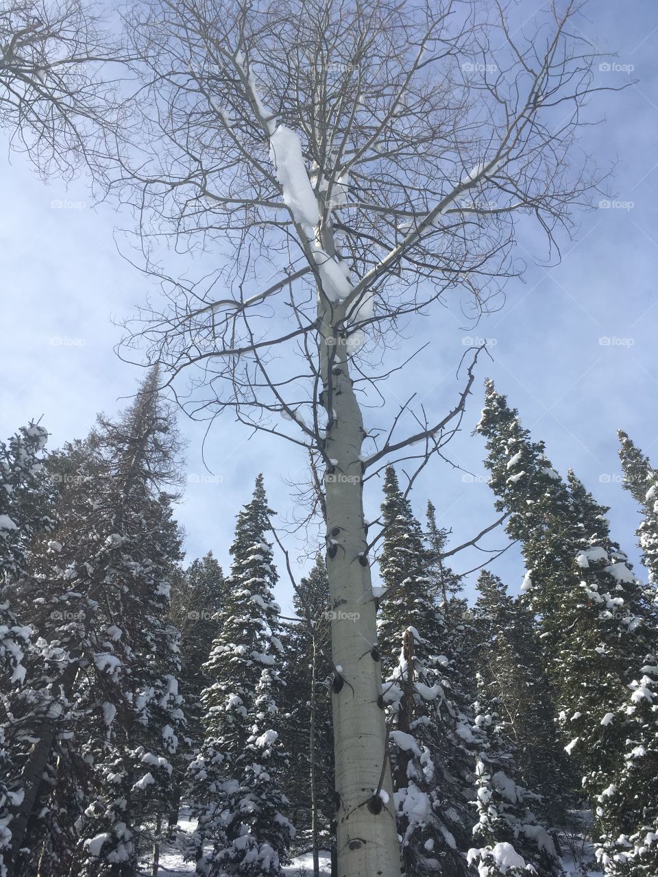 Aspen and pines