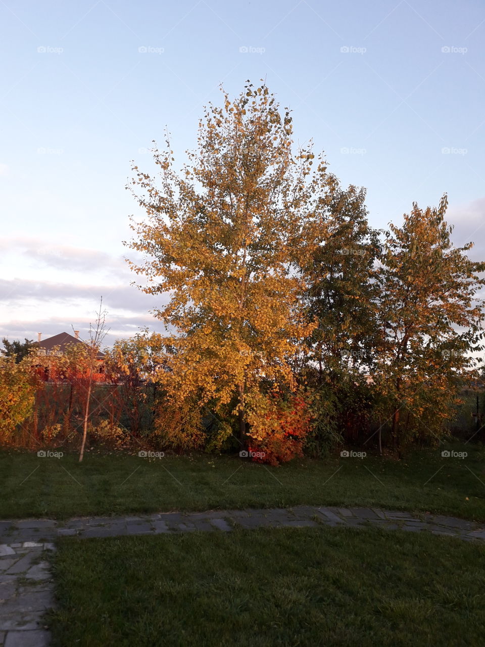 last sun rays of golden hour in autumn garden