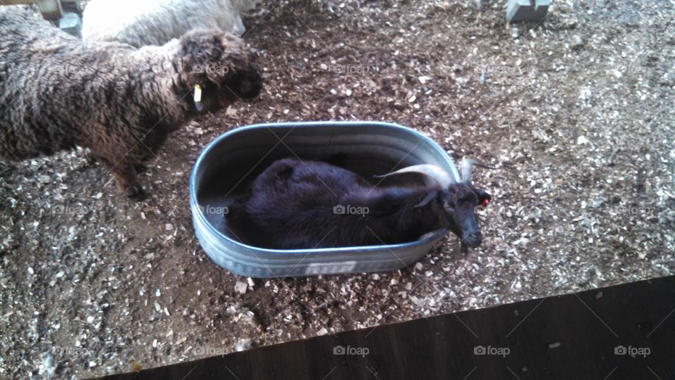 Goat in the feed trough.