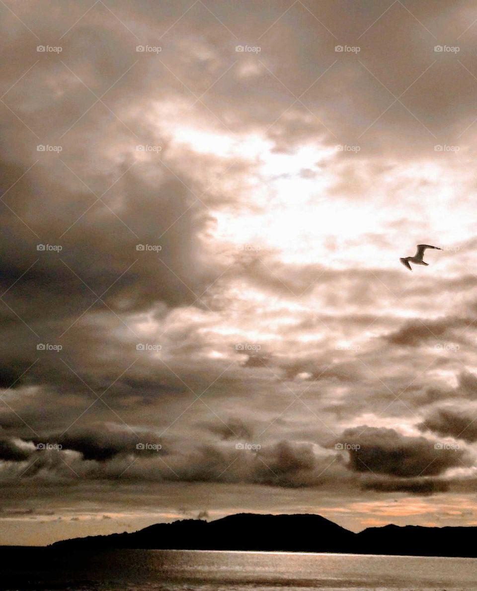 Gaivota voando,céu nuvens mar praia