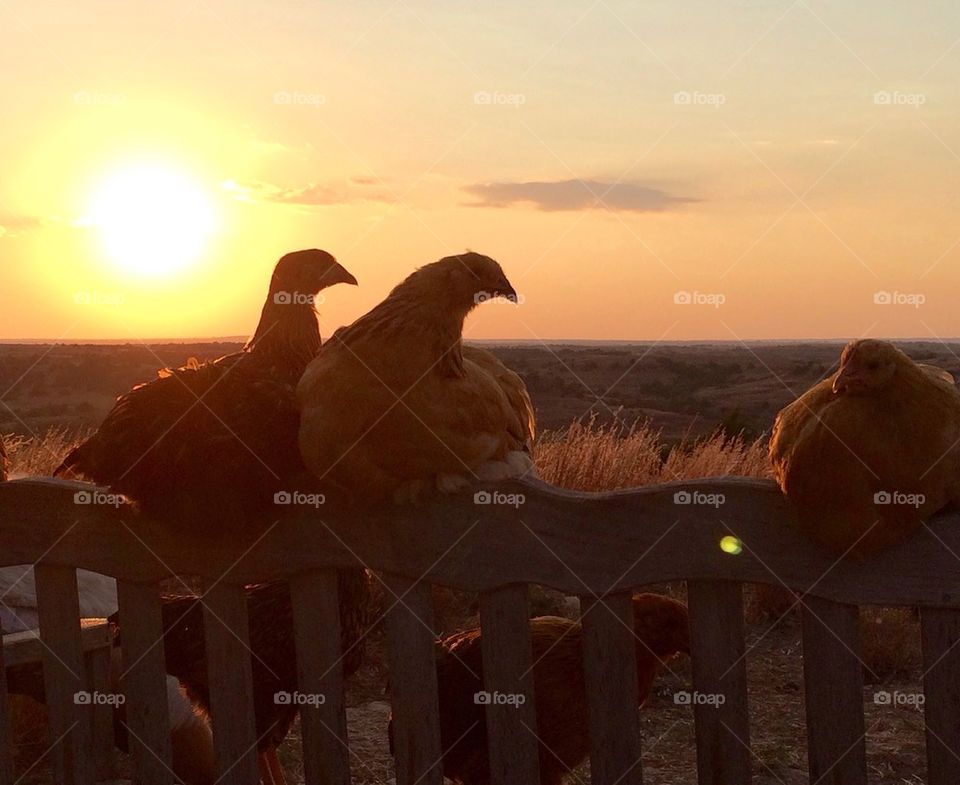 Hens at Sunset