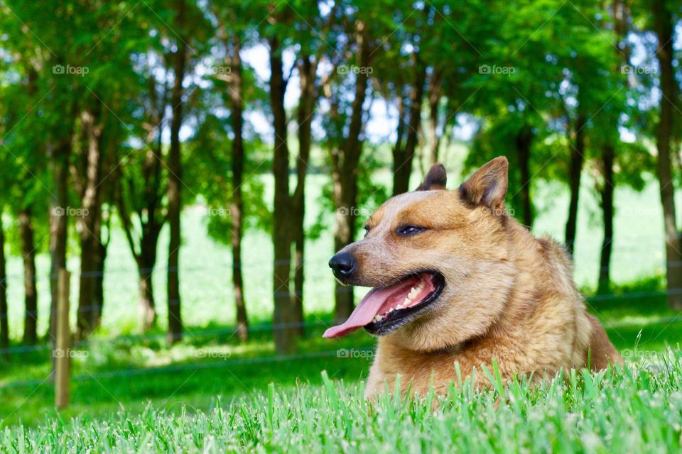 Summer Pets - Red Heeler / Australian Cattle Dog resting in the cool green grass in a rural setting 