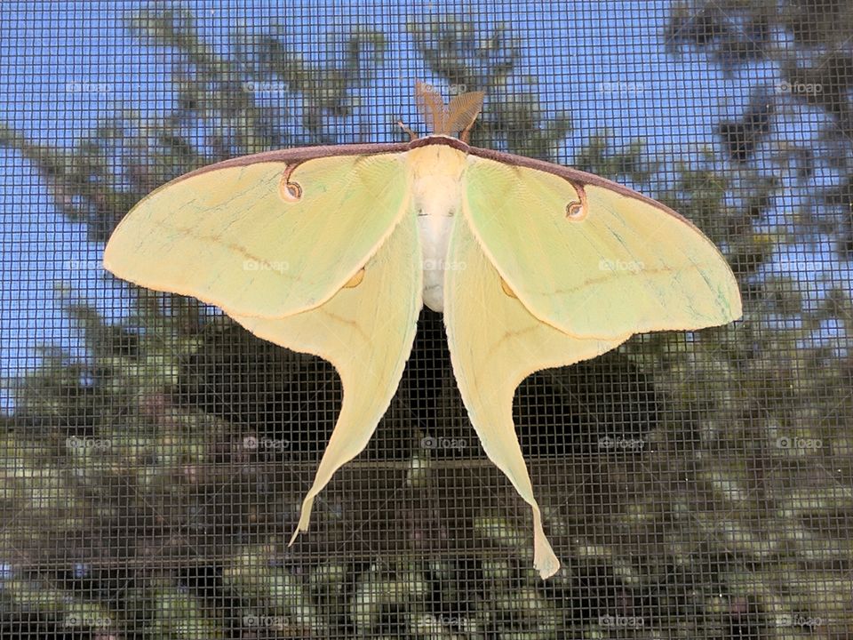 big beautiful moth