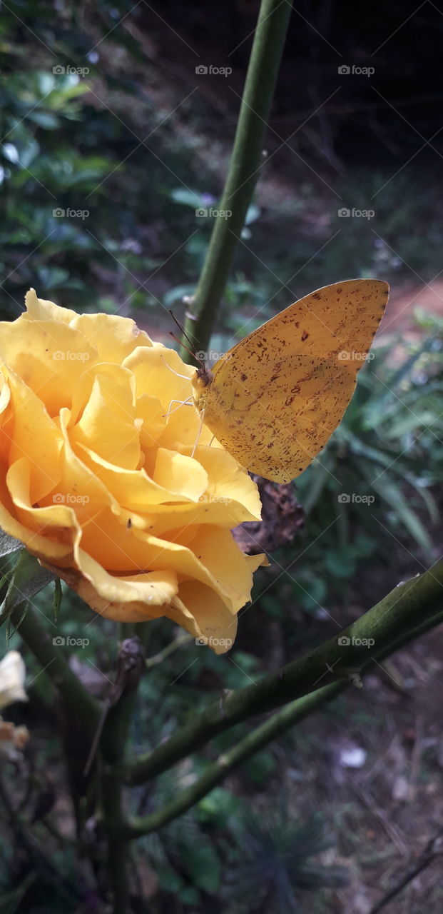 yellow buterfly on an yellow rose