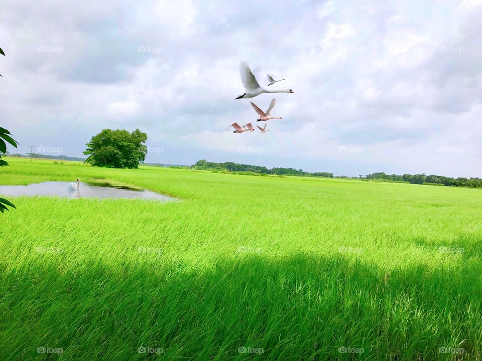 My village the rainy season green rice field cloud sky white duck in water birds flying