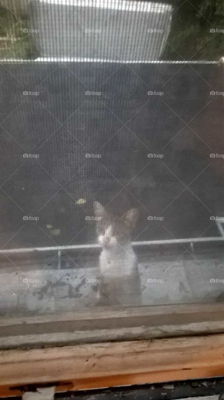 Cute cat sitting on the roof asking t come in through the window.