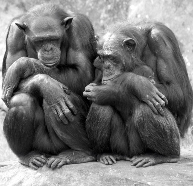 Chimpanzee family sleeping