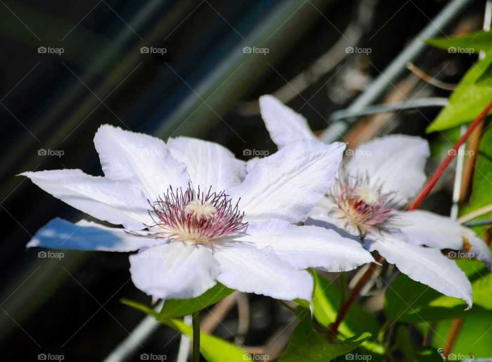 Dual Disks in White Wonder