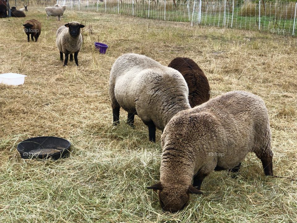 Sheep lamb farm animals
