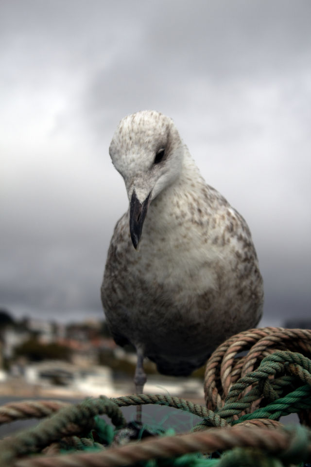 Seagull on the pier