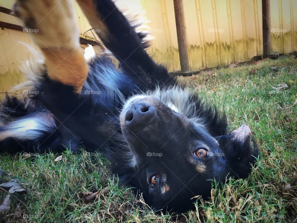 JoJo lazing around in the yard