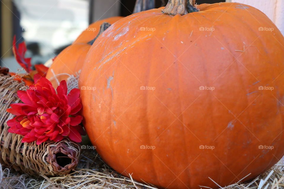 Pumpkins 