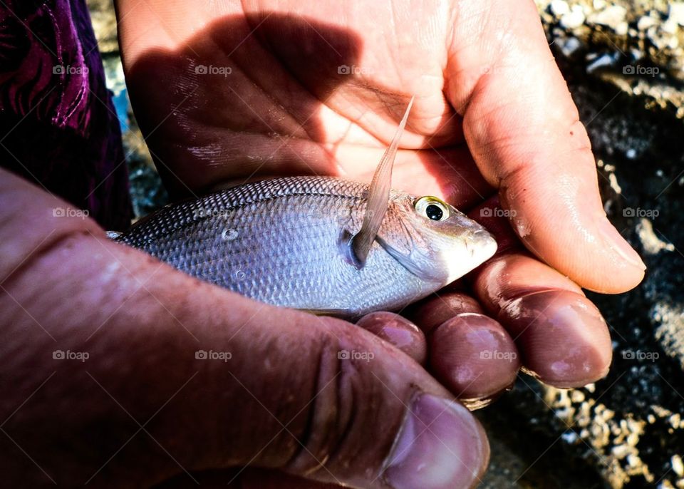 Catching a fish by hand