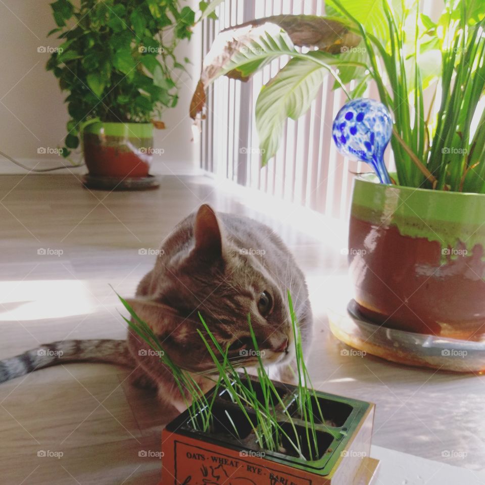 Cat grass