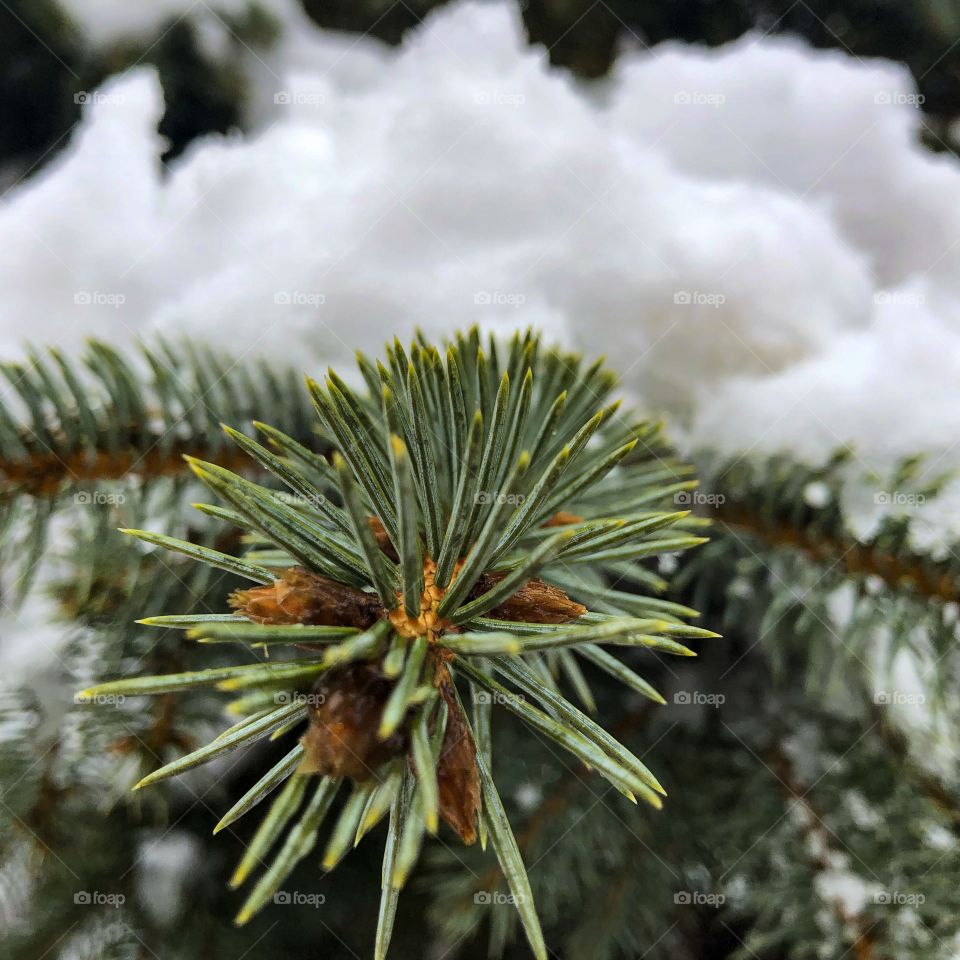 Pine tree snow