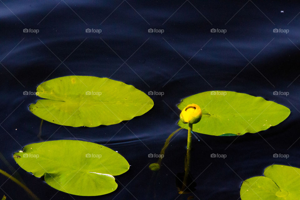 Lily Pads.
