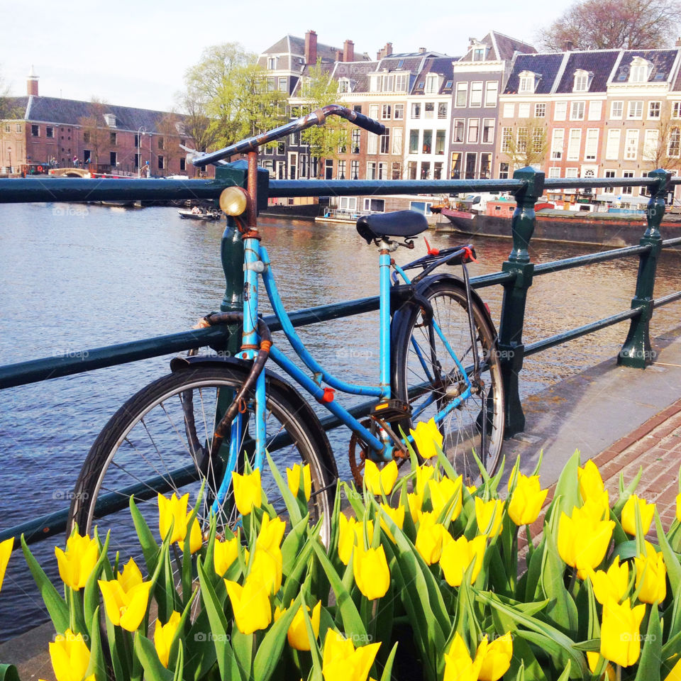 A blue bike parked on a bridge with tulips in Amsterdam, the Netherlands 