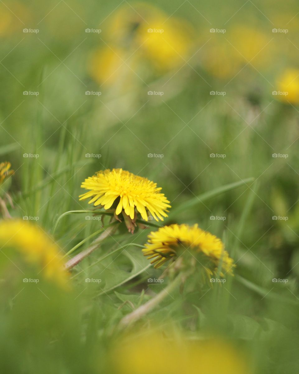 Dandelion 