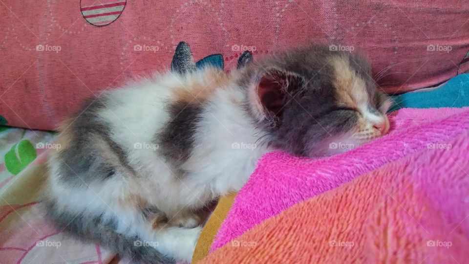 Cute kitten sleeping on the sofa.