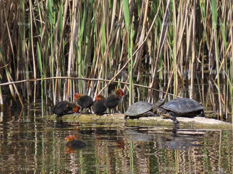 Chicks and turtles on the lake