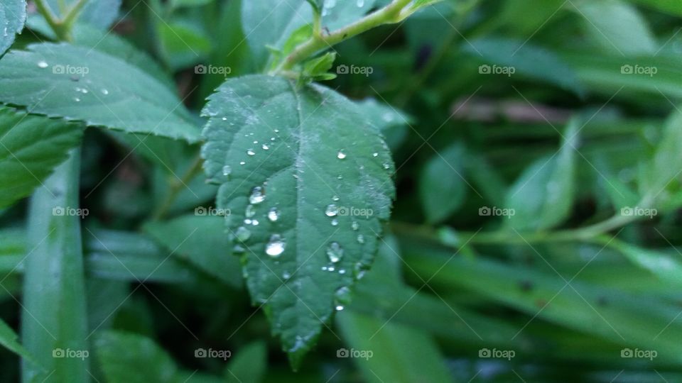 after rainfall freshness