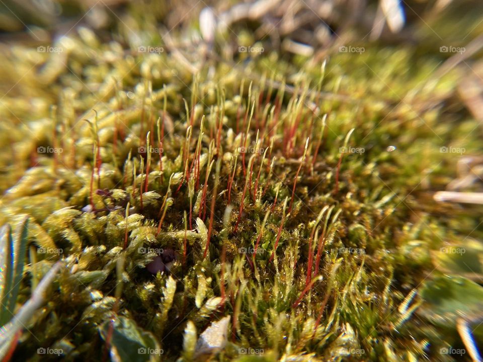Sprouted moss in early spring 