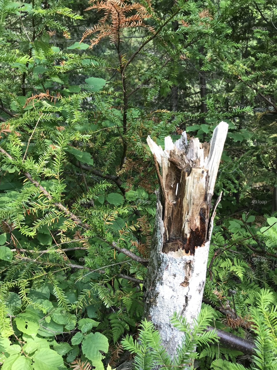 Broken tree trunk surrounded by forest