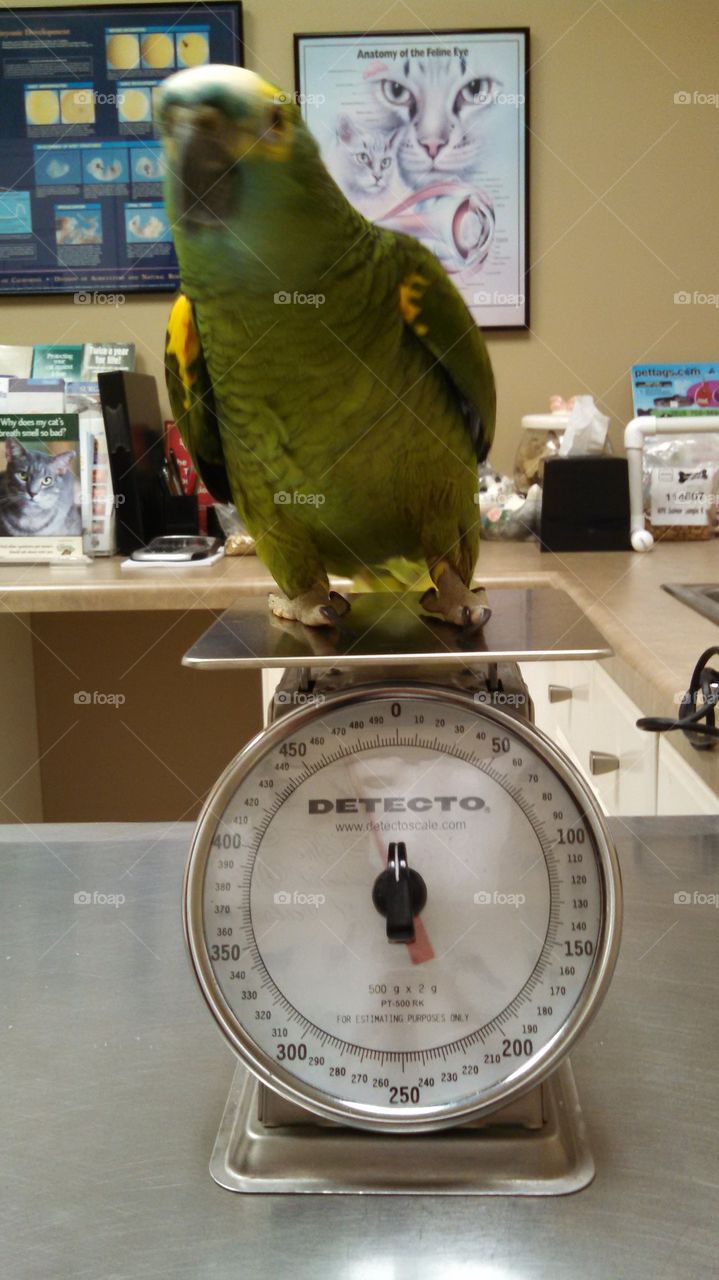 coboo at the vet