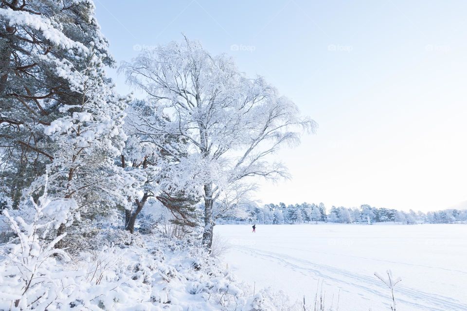 Snow covered trees and one lonely skier on the frozen lake on a cold beautiful winter day 