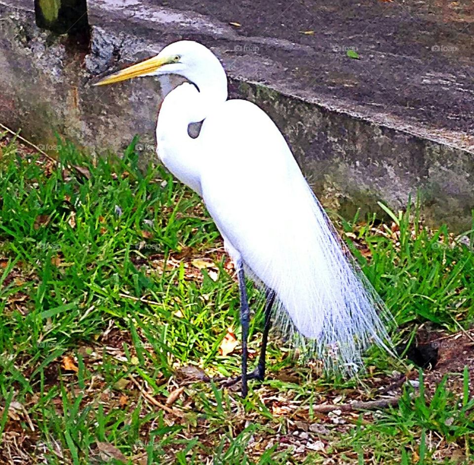 white Heron