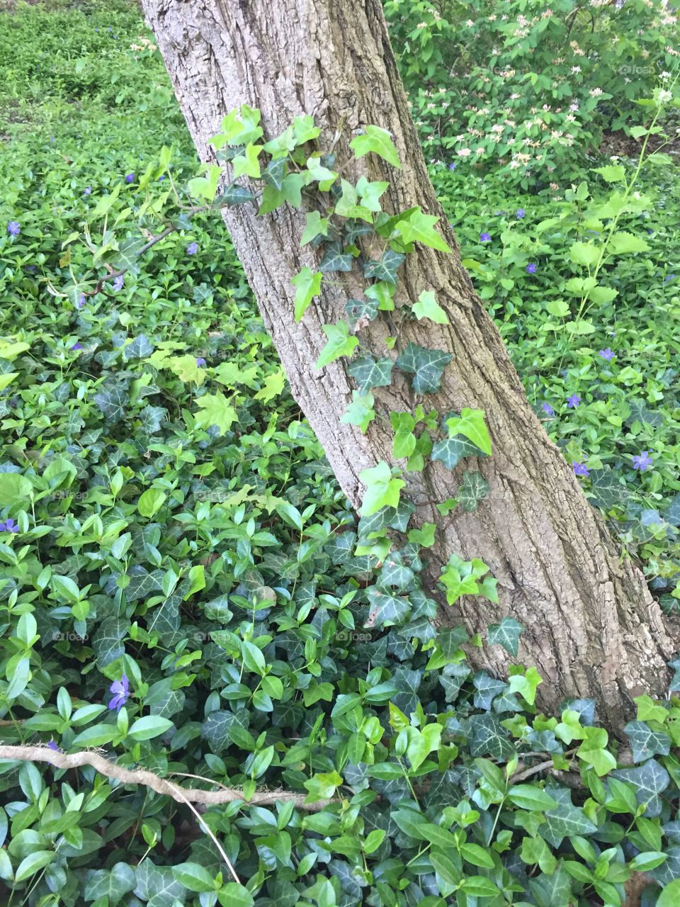 Green color story 
Ivy overtaking tree
