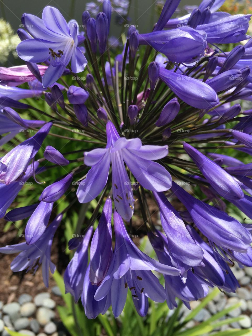 Purple flower