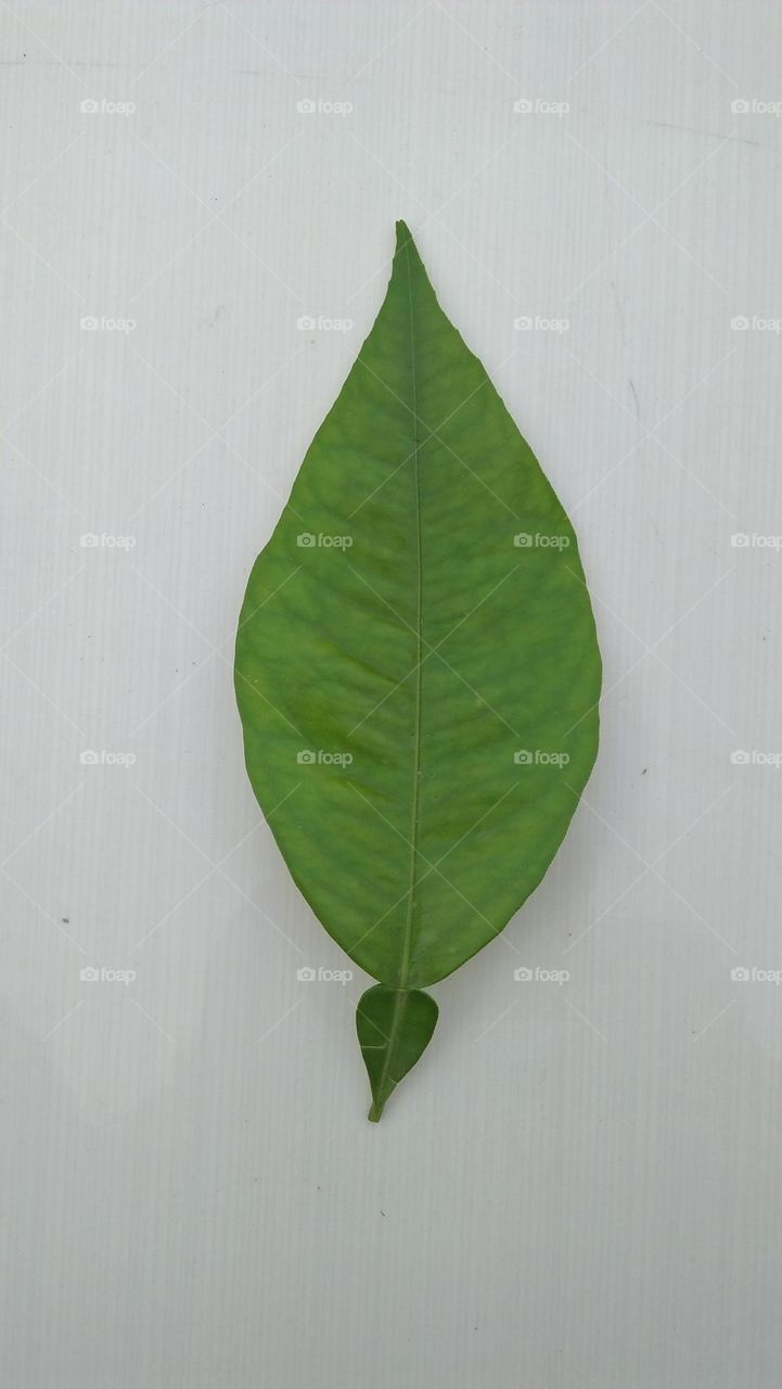 A leaf of tree on ceramic