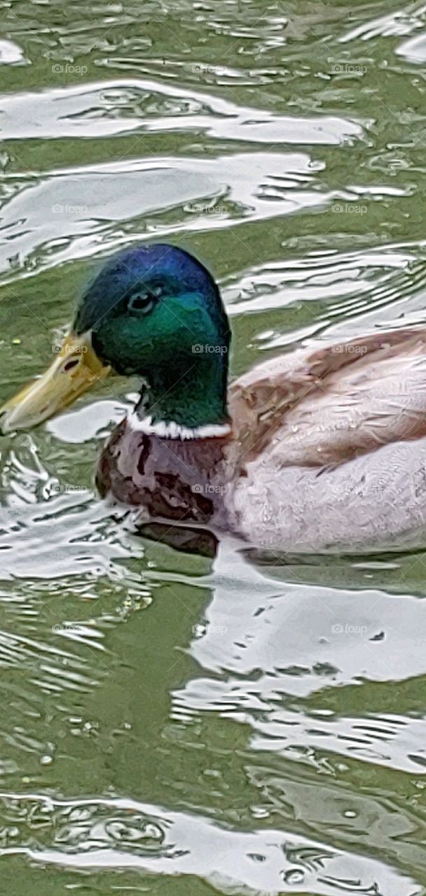 A Male Duck!