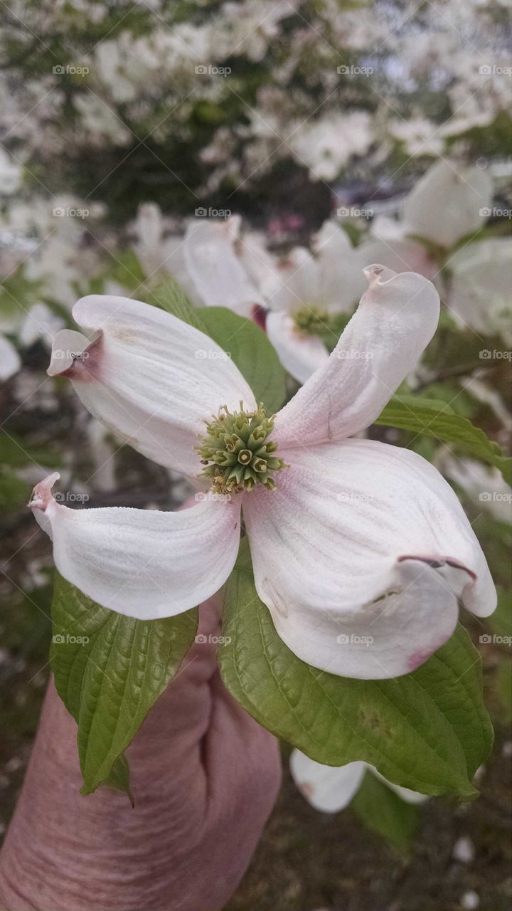 dogwood petal